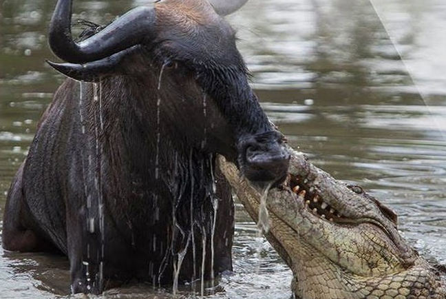 Mơ thấy cá sấu ăn thịt một loài động vật khác